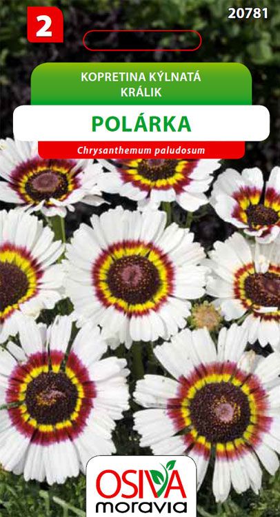 Kopretina kýlnatá Polárka
