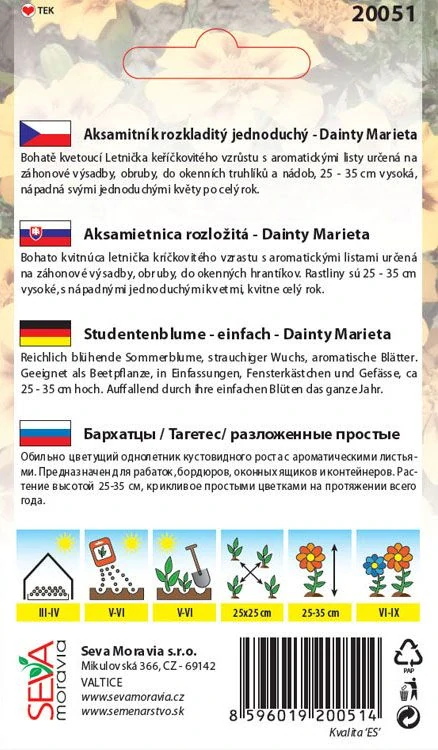 Aksamitník Dainty marieta