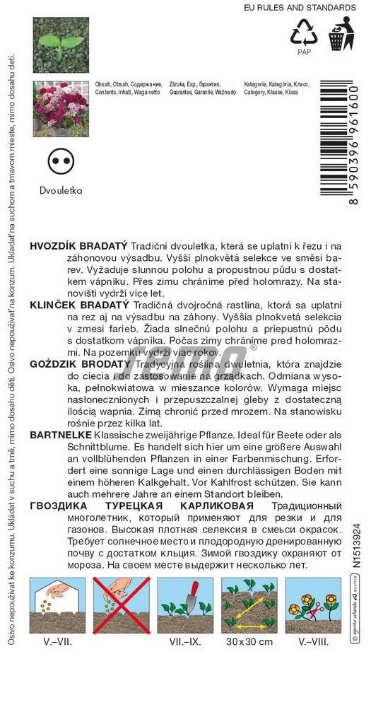 Hvozdík bradatý dvouletý