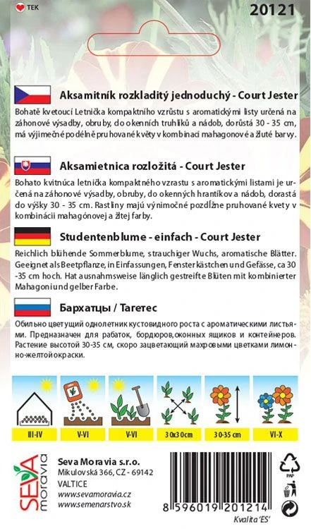 Aksamitník Court jester