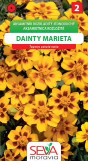 Aksamitník Dainty marieta 