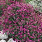 Hvozdík slzička Maiden pink
