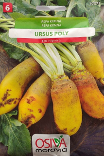 Krmná řepa Ursus Poly