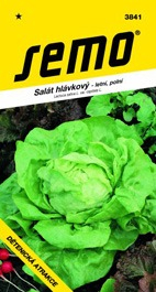 Salát hlávkový letní Dětenická atrakce