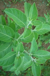 Vitánie snodárná - ashwagandha