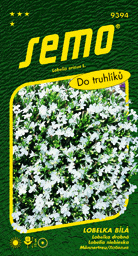 Lobelka bílá do truhlíku
