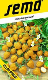 Jahody měsíční žluté do truhlíku