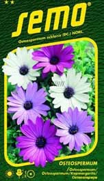 Osteospermum Balade směs