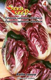 Čekanka salátová  červená