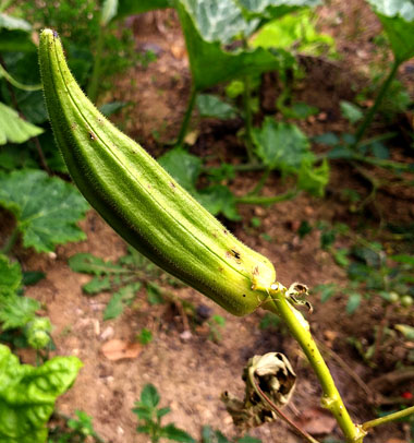 Ibišek jedlý Okra