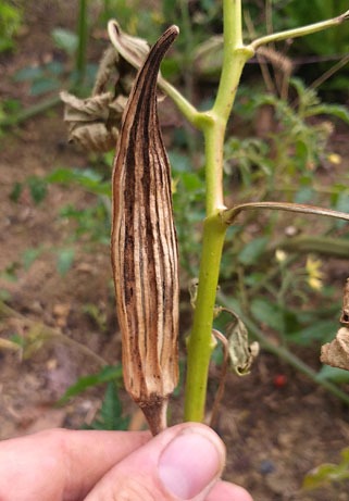 Ibišek jedlý Okra