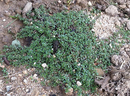 Dobromysl obecná, oregano