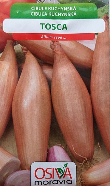 Cibule oválná k uskladnění