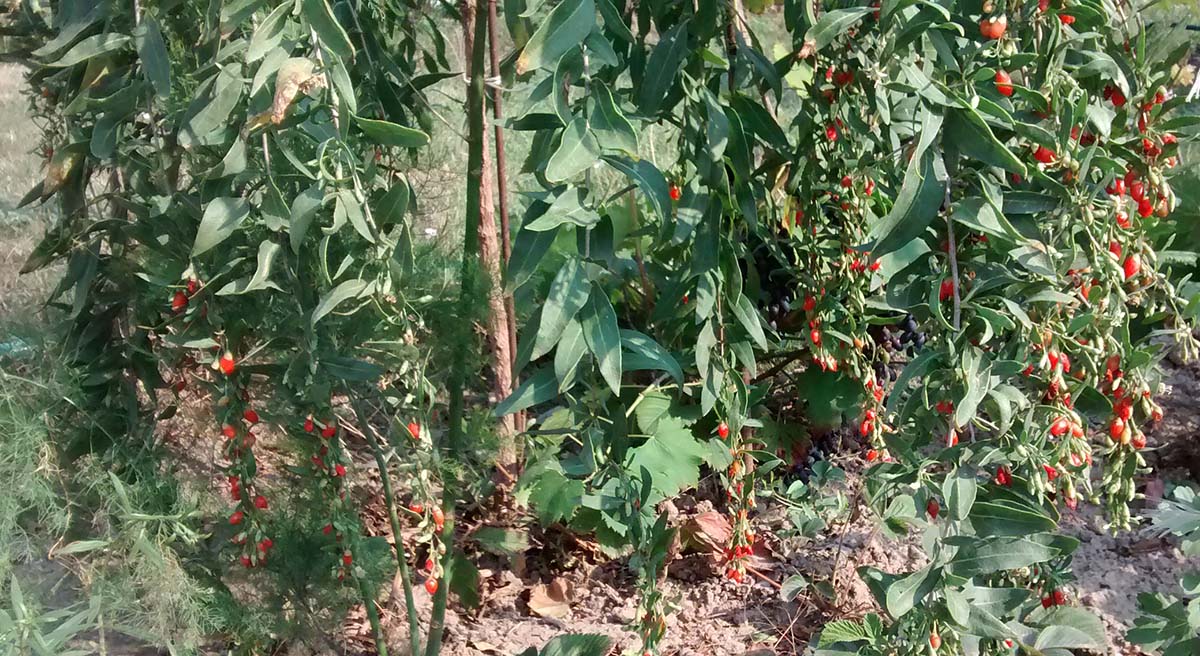 Goji kustovnice čínská goji