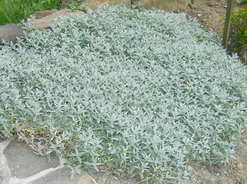 Protěž alpská Edelweiss