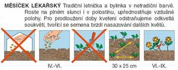 Měsíček žlutý do truhlíku