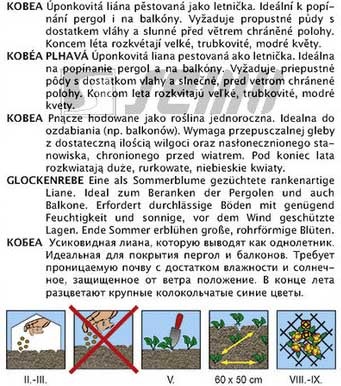 Kobea popínavka