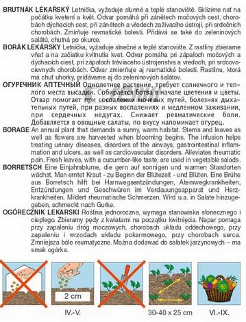 Brutnák lékařský