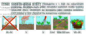 Cuketa jedlé květy