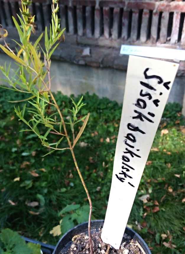 Šišák bajkalský