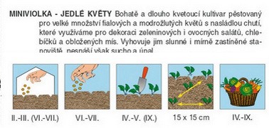 Miniviolky jedlé květy
