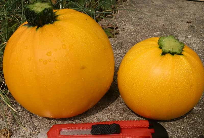Cuketa kulatá duo